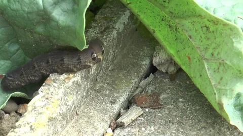 Large elephant hawk moth caterpillar 6 Stock Footage 78709493