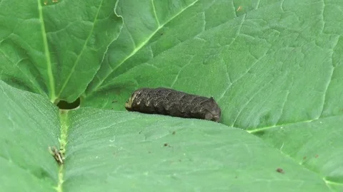 Large elephant hawk moth caterpillar 1 Video stock 78806229