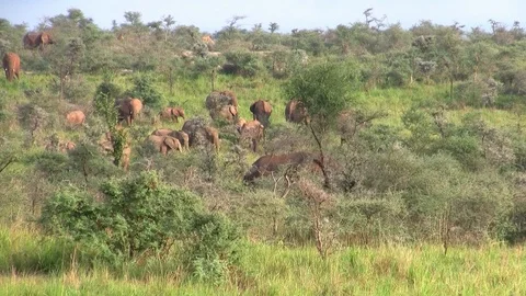 A Large Elephant Herd in the Bush Stock Footage 107064026