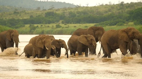 Large elephant herd crossing river, splashing water. All ages and sizes in unity Stockbeeldmateriaal 105764742
