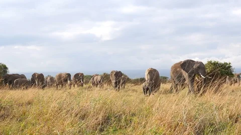 Large elephant herd Stock Footage 107950619
