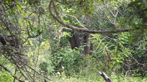 Large elephant hiding in dense green foliage Stock Footage 308256005
