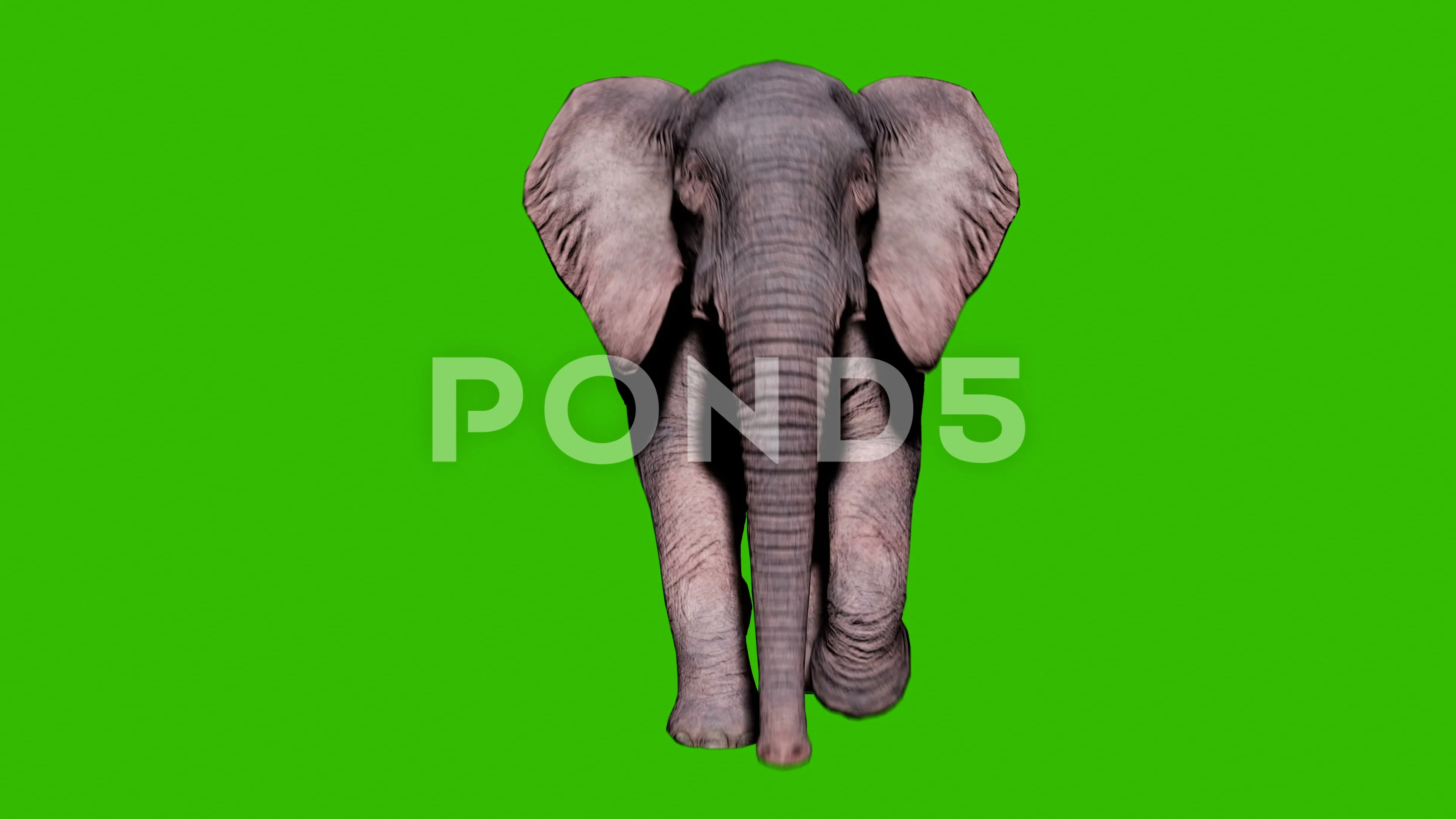 african elephant front