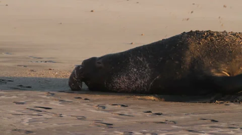 Large elephant seal digging in sand Stock Footage 35107799