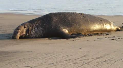 Large elephant seal looking Video stock 35107672
