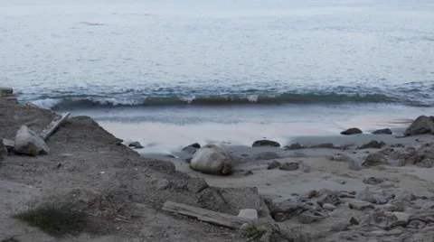 Large elephant seal rests on the beach during high tide Stock Footage 49169386