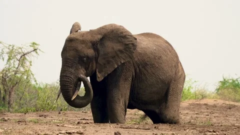 A large elephant stands in a mud hole. The elephant has large tusks. 스톡 동영상 312002498