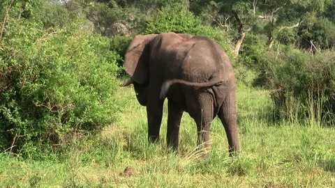A Large Elephant with Tusks in the Bush Stock Footage 105418267