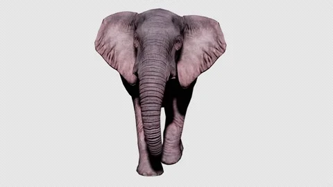 Large elephant walking on the ground on an isolated background with alpha Stock Footage 148242938