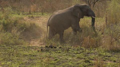 A large Elephant walking through the bush Stock Footage 53316942