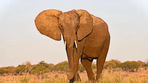 Large Elephant Walking Through Dry Grass Field Stock Photos