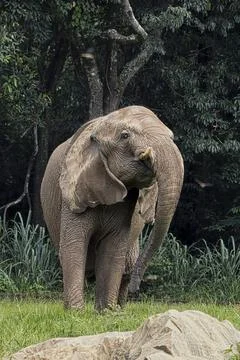 A large elephant is walking through a forest Stock Photos