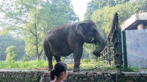 A large elephant is walking through a grassy field. Stock Photos