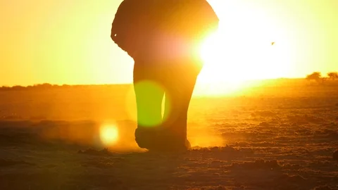 Large elephant walks to camera against sunset. Bird flies across arid landscape. Vídeos de archivo 113318329