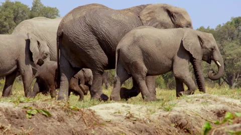 Large elephants walk together in Okavango Delta during the day Stock Footage 326003281