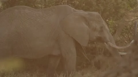 Large elephants walking through trees Video stock 11140255