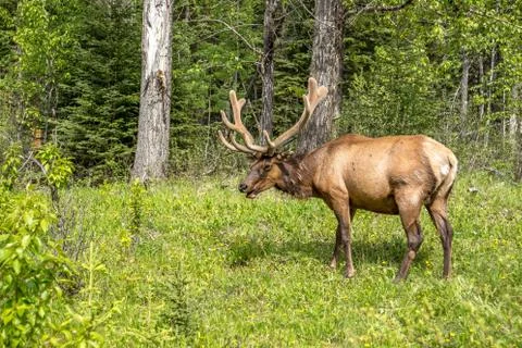 Large Elk in Canada Stock Photos
