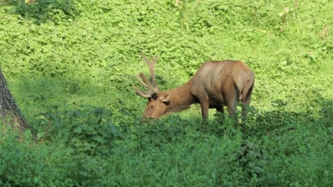 Large Elk grazing on plants - 4K Stock-Footage 281565101