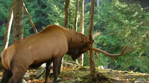 Large Elk sharpening antlers on tree and breathing heavy 스톡 동영상 62651582