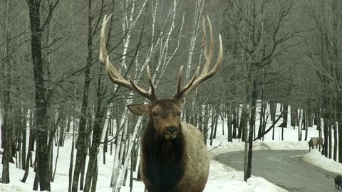 A large elk stares at camera then looks away Stockbeeldmateriaal 73996592