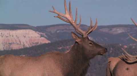 A large elk studies the landscape Stock-Footage 55735755