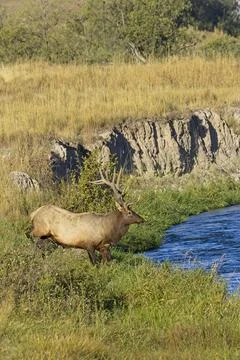 Large elk walking down to a river. Stock Photos