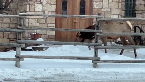 A Large Elk Walks Past the Door and Window of a Small Church in Gardiner Stock Footage 346404224