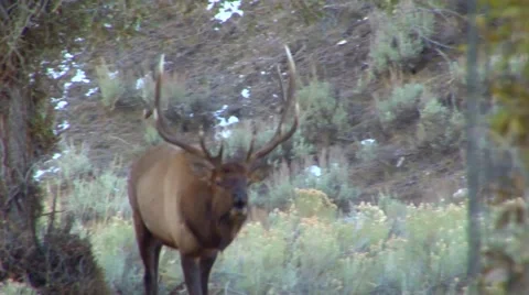 A large elk walks through the forest and calls out to a mate. Stock Footage 46055490