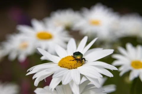 A large emerald beetle sits on a chamomile flower in a blooming garden Stock Photos