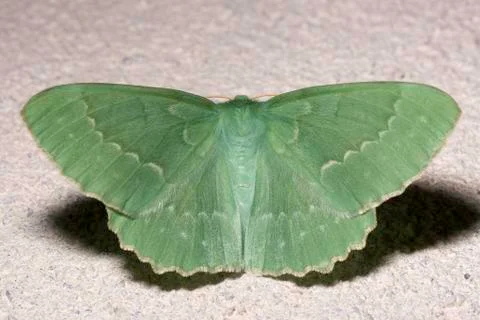 Large Emerald Moth Close Up Stock Photos