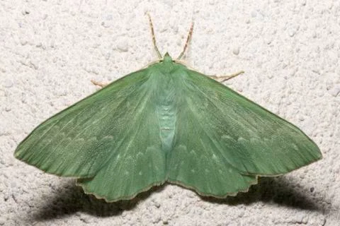 Large Emerald Moth Close Up Stock Photos