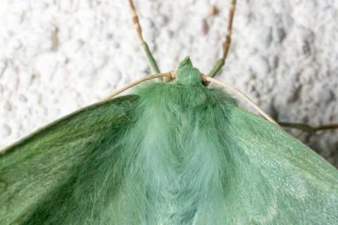 Large Emerald Moth Close Up Stock Photos