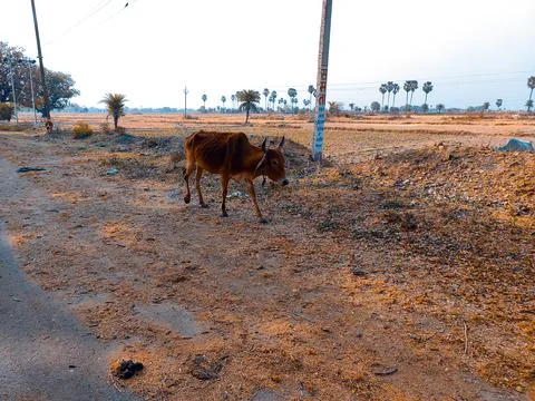 A large empty field with sky background Stock Photos