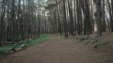 Large empty trail closed in by tall gothic pine trees and logs Stock Footage 142300524