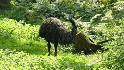 Large emu bird standing in the lush green forest Video stock 337832777