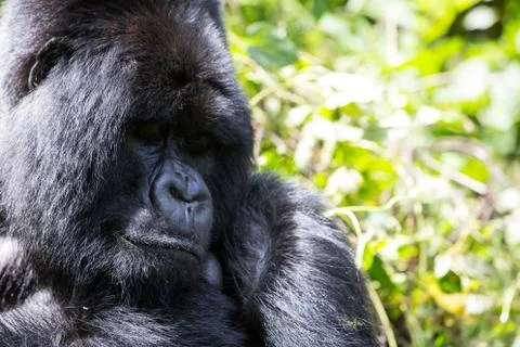 A large endangered Silverback Gorilla (mountain gorilla) Rwanda 写真素材