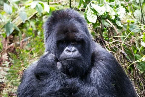 A large endangered Silverback Gorilla (mountain gorilla) Rwanda Stock Photos