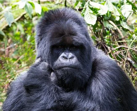 A large endangered Silverback Gorilla (mountain gorilla) Rwanda Stock Photos
