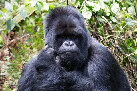 A large endangered Silverback Gorilla (mountain gorilla) Rwanda 스톡 사진