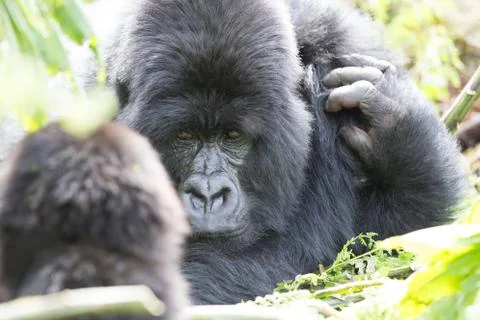 A large endangered Silverback Gorilla (mountain gorilla) Rwanda Foto stock