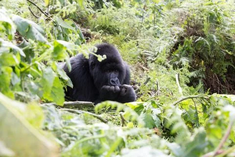 A large endangered Silverback Gorilla (mountain gorilla) Rwanda Stock Photos