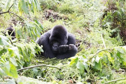 A large endangered Silverback Gorilla (mountain gorilla) Rwanda Stock Photos
