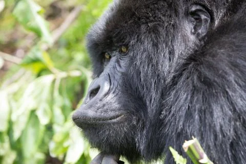 A large endangered Silverback Gorilla (mountain gorilla) Rwanda Stock Photos