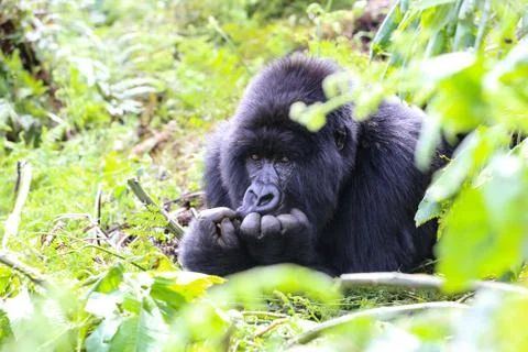A large endangered Silverback Gorilla (mountain gorilla) Rwanda Stock Photos
