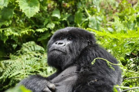 A large endangered Silverback Gorilla (mountain gorilla) Rwanda Stock Photos