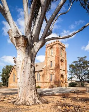 Large Eucalyptus tree in front St John's Anglican Church Northam Foto stock
