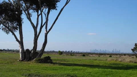 A large eucalyptus tree in a grassy field, with the skyline of Melbourne Vídeos de archivo 244141622