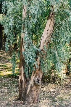Large eucalyptus tree with lush branches in the forest. Stock Photos