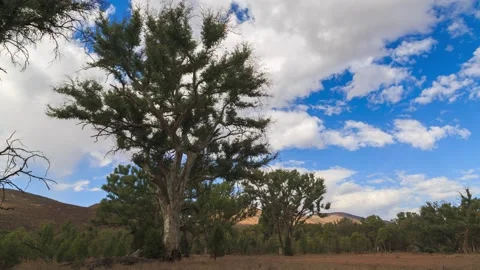 Large eucalyptus tree,4k,timelapse 動画素材 229996058