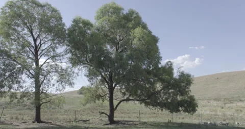 Large Eucalyptus Trees Standing in Dry Australian Countryside Stock Footage 328294194